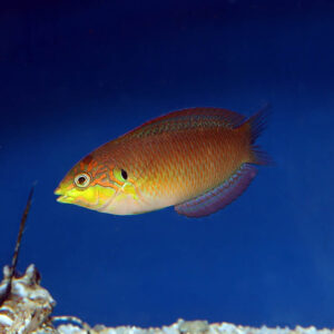 Moyer's Leopard Wrasse,