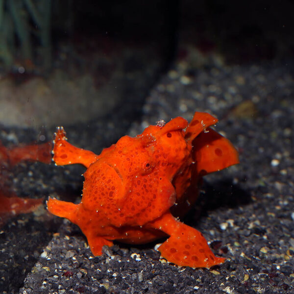 Orange Frogfish