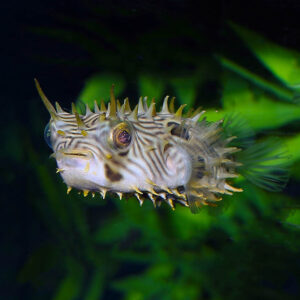 Spiny Boxfish, scientifically known as Chilomycterus schoepfii, or Striped Burrfish