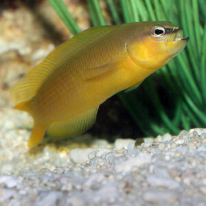 Yellow Assessor Basslet