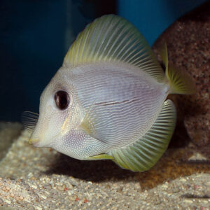 Yurple Tangs, Zebrasoma xanthurum X Zebrasoma flavescens, at the Abyss