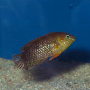 Gold Nugget Wrasse