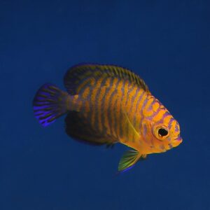 The Potter's Angelfish, scientifically known as Centropyge potteri, at the Abyss