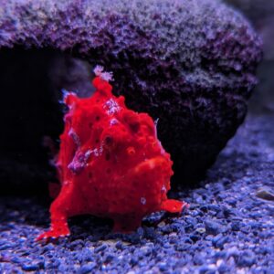 Red Frogfish, Antennarius spp in the aquarium. Image by Abyss