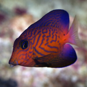 Chevron Tangs are scientifically known as Ctenochaetus hawaiiensis