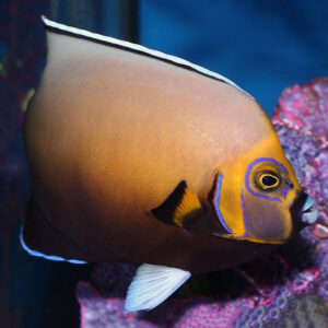 Conspic Angelfish, Chaetodontoplus conspicillatus, also go by the name Conspicuous angelfish.