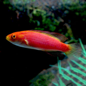 Flame Fairy Wrasse Juv/Female, Cirrhilabrus jordani, are incredibly vibrant fish.