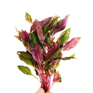 Alternanthera rosaefolia Bunched, a colourful red tropical plant