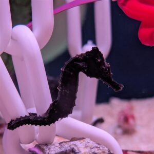 Tank Bred Erectus Seahorse, Hippocampus erectus, also go by the name lined seahorse.