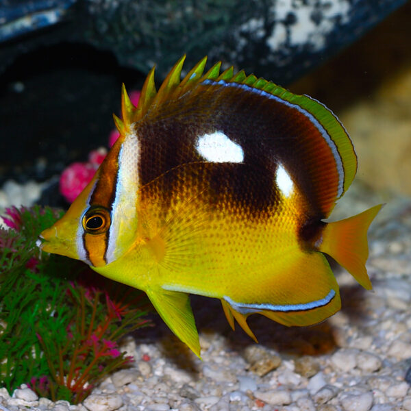 The Hawaiian Four Spot Butterflyfish, (Chaetodon quadrimaculatus), is an attractive marine fish with a bold appearance.