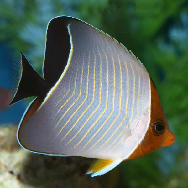 Chaetodon larvatus