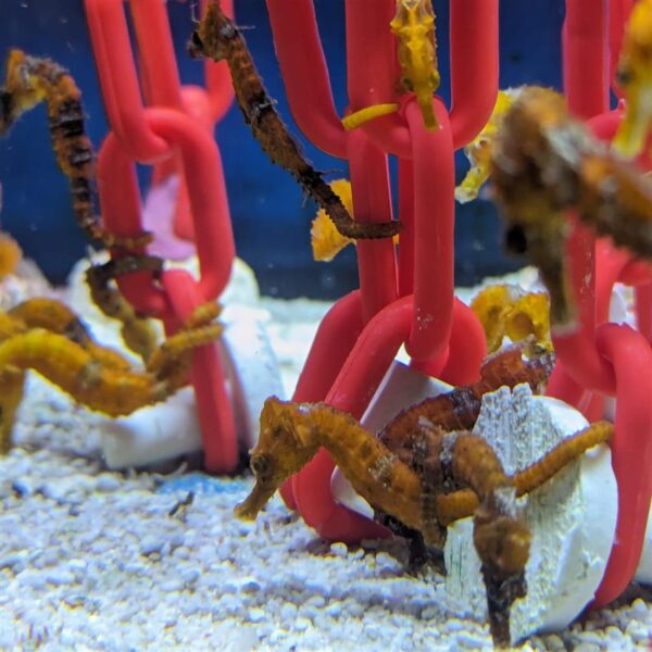 Tank Bred Ruby Erectus Seahorse, Hippocampus erectus,