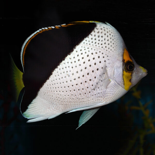 Tinkers Butterflyfish, (Chaetodon tinkeri), can also go by the name Hawaiian butterfly