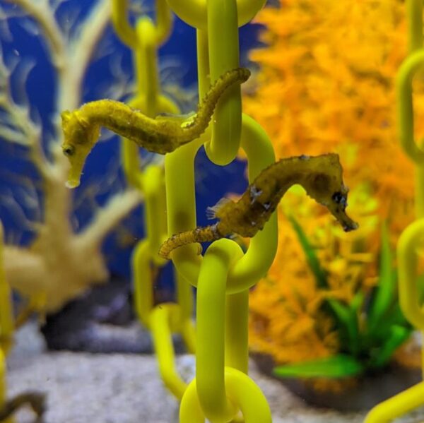 Tank Bred Yellow Erectus Seahorse, Hippocampus erectus,