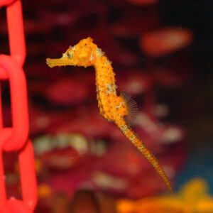Tank Bred Ruby Erectus Seahorse, Hippocampus erectus, at the Abyss