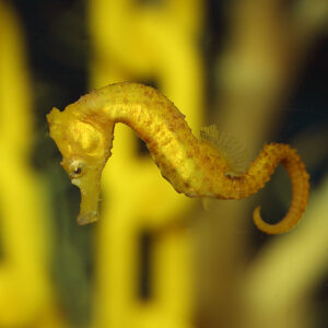 Tank Bred Yellow Erectus Seahorse, at the abyss