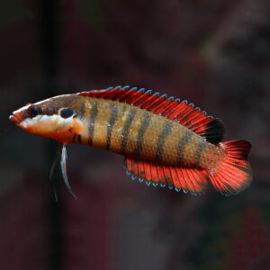 Barred Spiny Basslet, Belonepterygion fasciolatum, also go by the name Banded Spiny Basslet or Spiny Finned Basslet