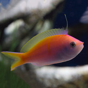 Bartlett's Anthias, Pseudanthias bartlettorum, are incredibly bright marine fish that look fantastic in shoals.