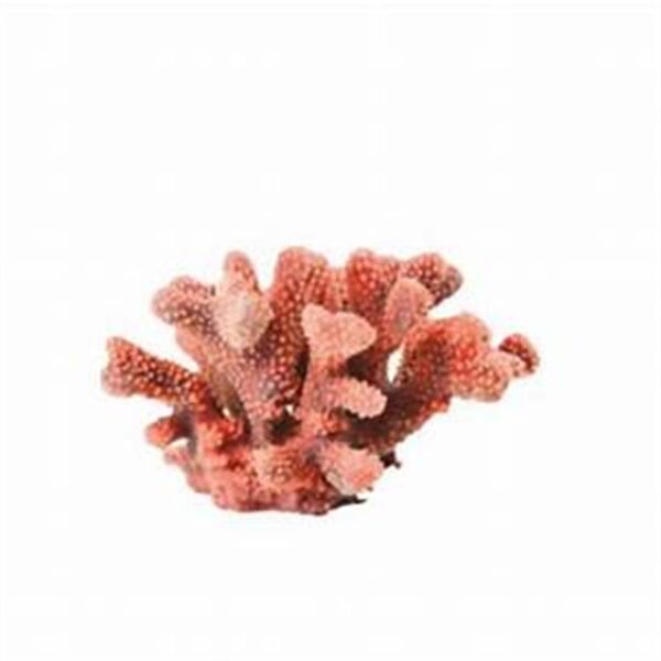 Natureform Coral Cauliflower Red Poclliopora 9785