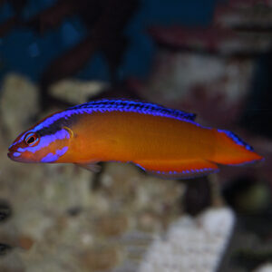 Tank bred Neon Dottybacks, Pseudochromis aldabraensis, also go by the name Arabian Dottyback and Orange Dottyback.