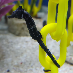 Reidi Seahorse Unsexable Tank Bred at the Abyss