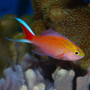 Sunset Parvirostris Anthias Male, Pseudanthias parvirostris, also go by the name Diamond Head Anthias