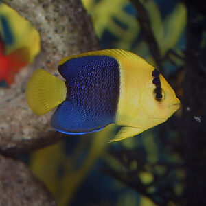 Tank Bred Bicolour Angelfish, Centropyge bicolor, at the abyss