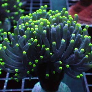 Black Torches, Euphyllia glabrescens, are magnificent hard corals that are interesting and colourful to keep.