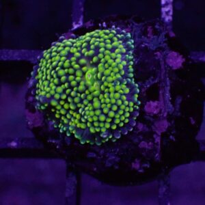 Green Florida Ricordea Mushrooms (Ricordea florida) are spectacular corals that add variety to an aquascape.