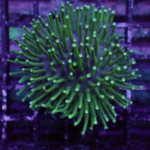 Green Toadstool Leathers, Sarcophyton sp, are incredible corals.