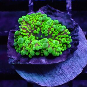Green Yuma Mushroom corals (Ricordea yuma) are spectacular corals that add variety to an aquascape.