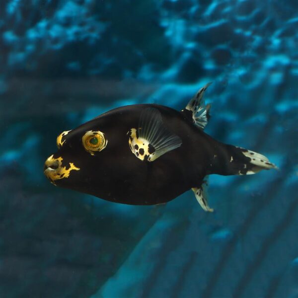 The Midnight Dalmatian Dogface Pufferfish (Arothron cf Nigropunctatus) at the abyss mjs