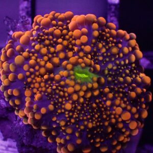 Orange Yuma Mushroom corals (Ricordea yuma) are spectacular corals that add variety to an aquascape.