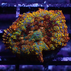 Rainbow Rhodactis Mushrooms are gorgeous corals with vivid colours and unusual shapes.