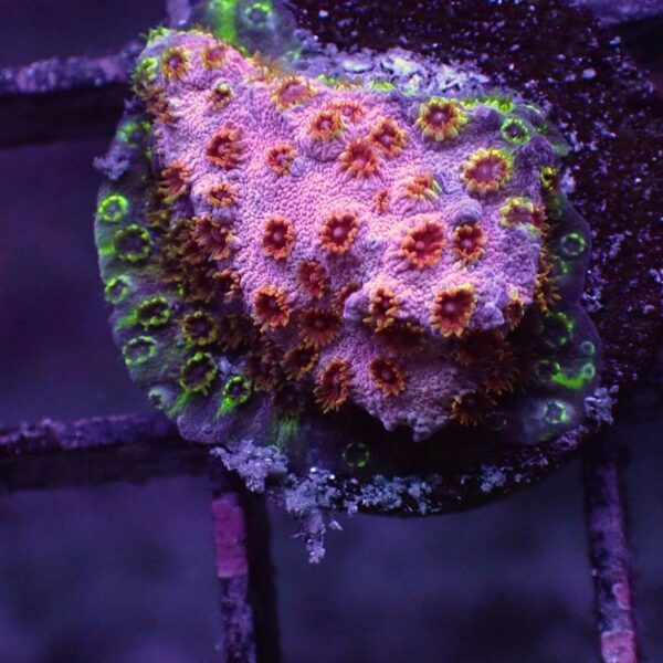 Skittles Cyphastrea