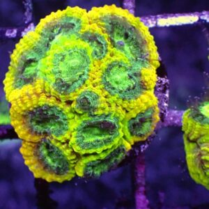 Yellow Submarine Favia corals