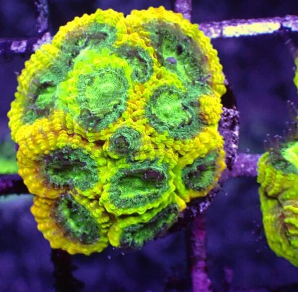 Yellow Submarine Favia corals