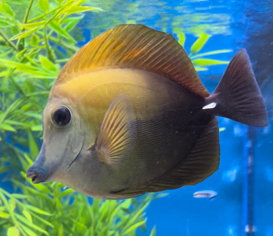 Tricolour Scopas Tang WYSIWYG 5 AL PACINO | Fast Delivery Abyss Aquatics UK