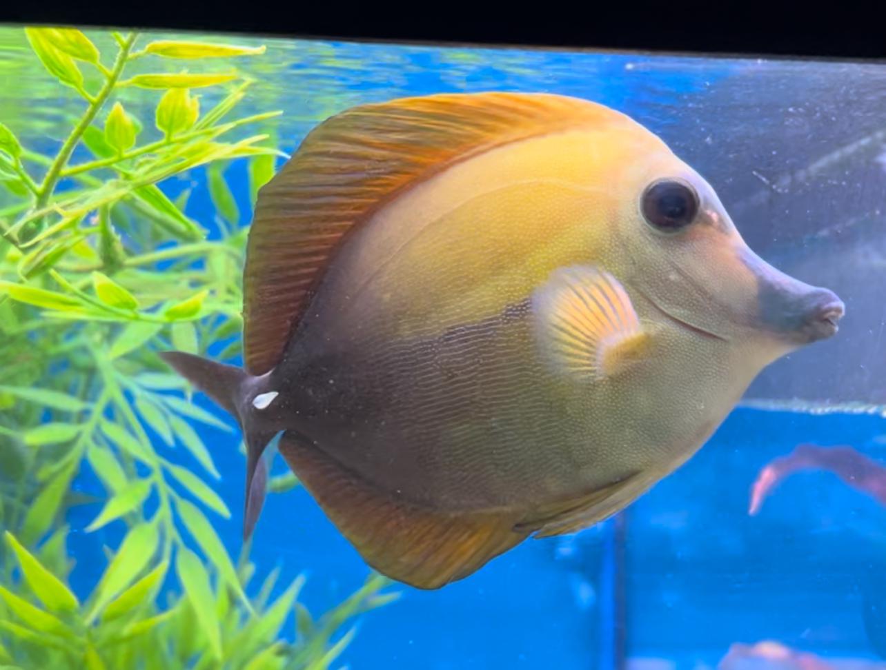 Tricolour Scopas Tang WYSIWYG 5 AL PACINO | Fast Delivery Abyss Aquatics UK