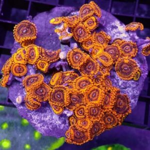 Gold Maul Zoanthid, or Gold Maul Zoa, are gorgeous, highly sought after soft corals thanks to their brilliant colour.