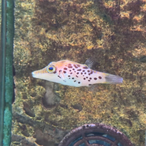 Leopard Toby Puffer