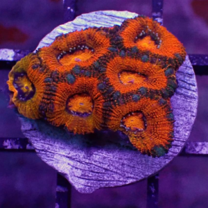 Orange Micro Acan, scientifically known as Micromussa lordhowensis,