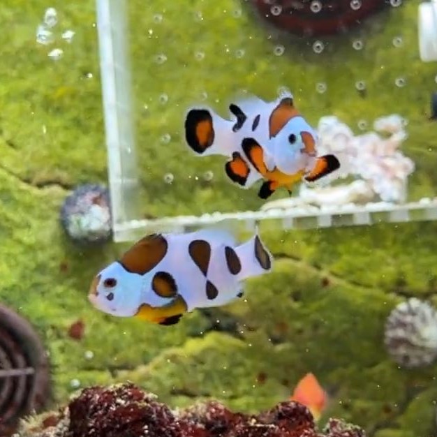 storm clownfish pair