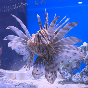 Volitans Lionfish WYSIWYG 3