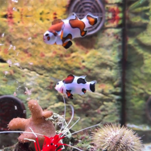 Orange Storm Clownfish Pair