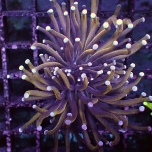 24K Indo Gold Torch, Euphyllia glabrescens, are magnificent hard corals that are an interesting and colourful coral to keep.