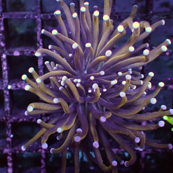 24K Indo Gold Torch, Euphyllia glabrescens, are magnificent hard corals that are an interesting and colourful coral to keep.