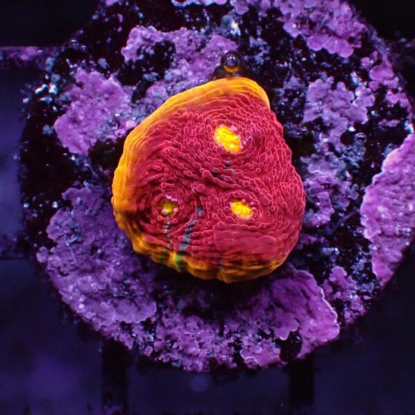 Bugatti Chalices are beautiful deep red corals with bright yellow or orange eyes. Chalices are highly desirable, high end, plating coral.