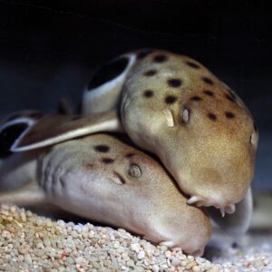 Epaulette Sharks, Hemiscyllium ocellatum, are fascinating marine predators.