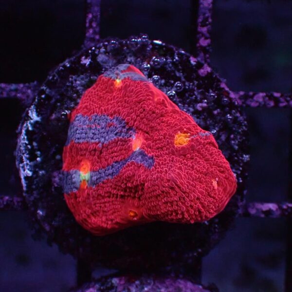 Jelly Bean Chalices are beautiful red corals with fantastic bright eyes. Chalices are highly desirable, high end, plating coral.